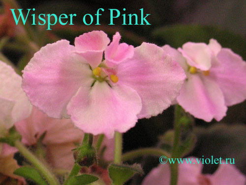 Whisper of Pink ( Senk)