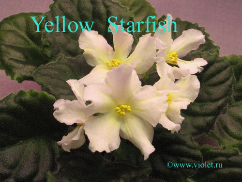 Yellow Starfish ( Senk)