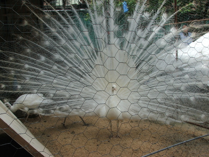 paunul alb