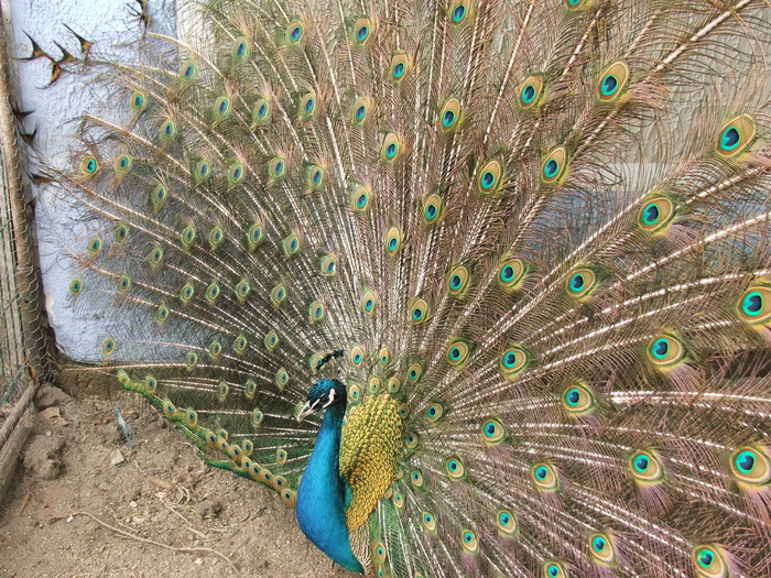 paunul albastru