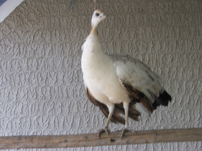 femela de umeri negrii