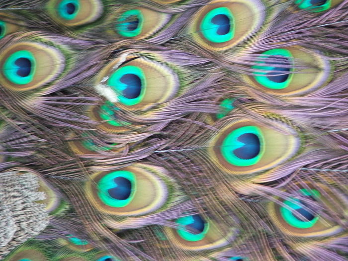 DSCF4491