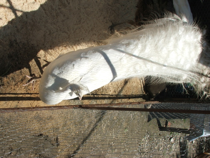 paunul alb