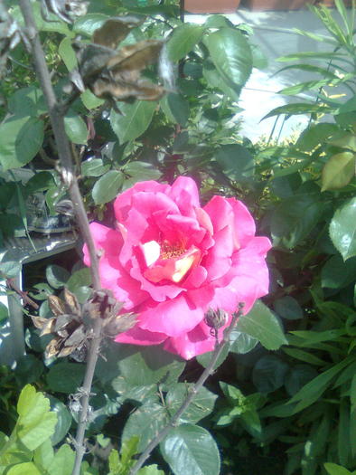 Imagine0614 - trandafiri
