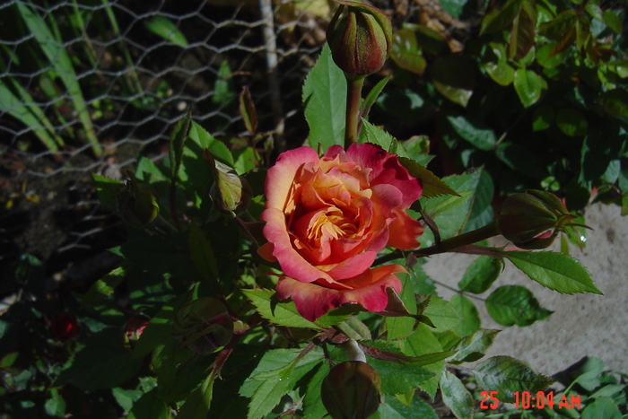 poze noi 027 - trandafiri mini rosa