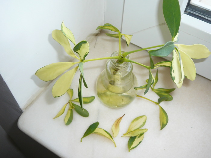 incercare de inradacinare fara succes