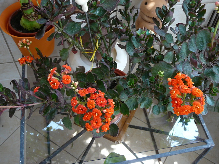 kalanchoe