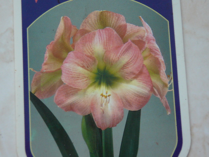 amarylis.... - Florile mele