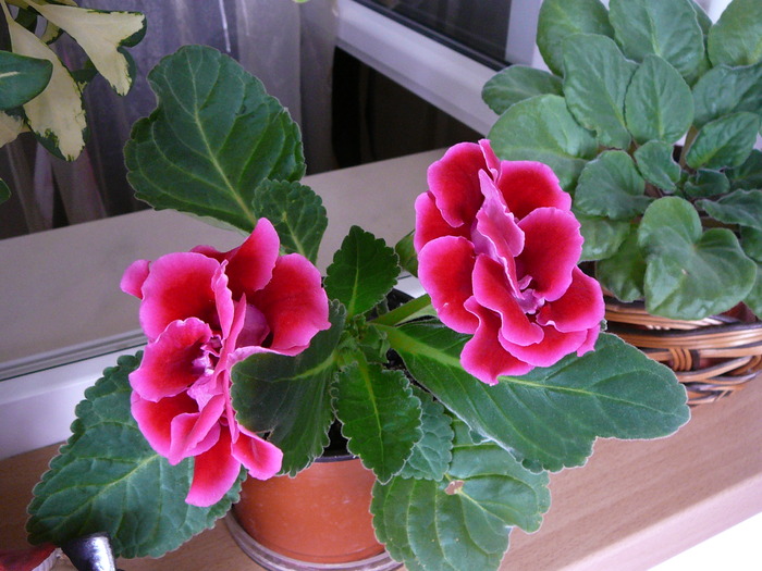 P1050929 - Florile mele