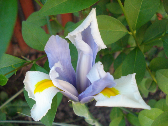 Iris Silvery Beauty (2010, May 25)