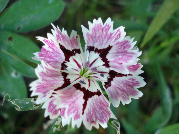 Dianthus chinensis (2010, May 25)
