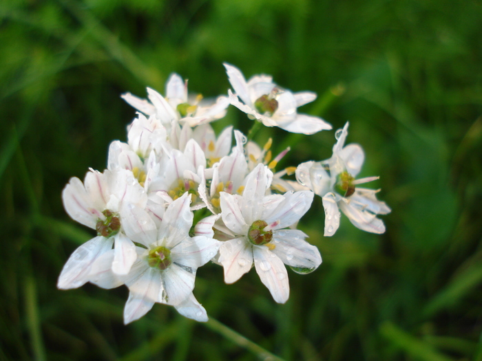 White Triplet Lily (2010, May 24)