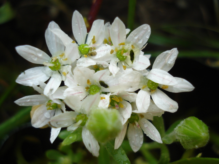 White Triplet Lily (2010, May 24)