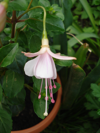 Fucshia Improved Rosella (2010, May 23) - Fuchsia Rosella