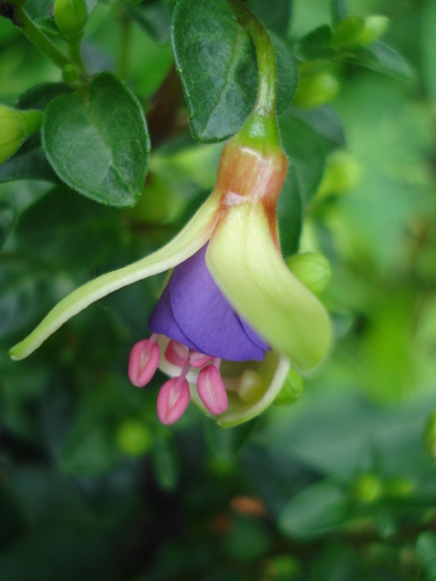Fuchsia Violette (2010, May 23) - Fuchsia Violette