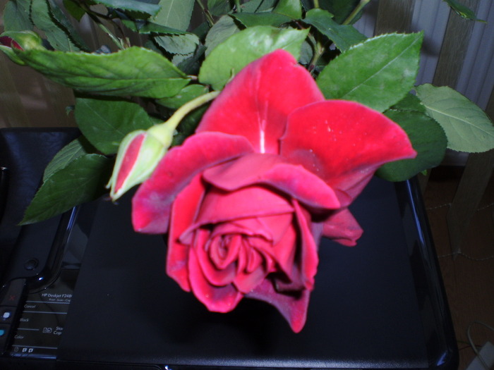 P3150128 - FLORI