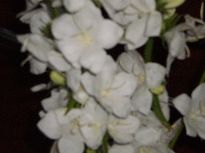 P3150143 - FLORI