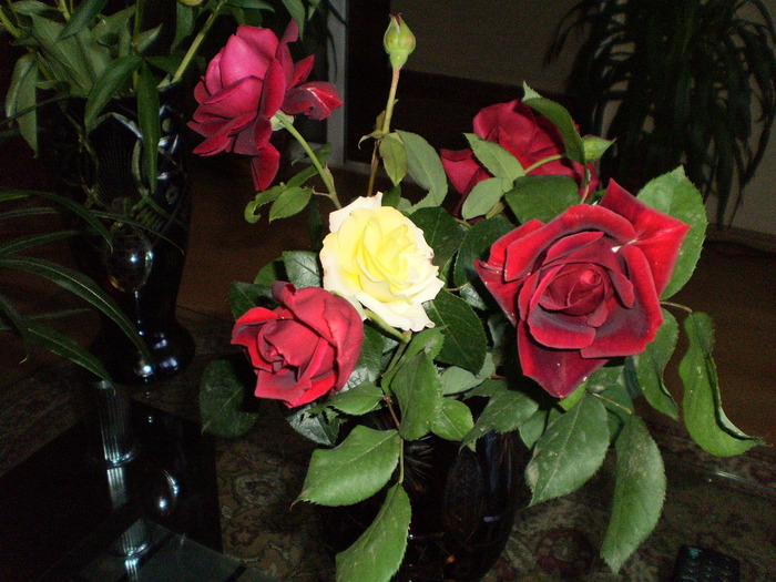 P3150146 - FLORI