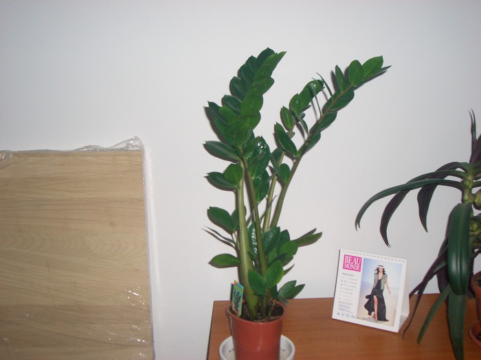 zamioculcas.august.2010 - plante 2010