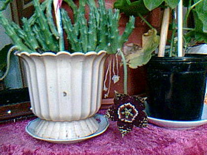 Stapelia - steaua serifului - Cactusi