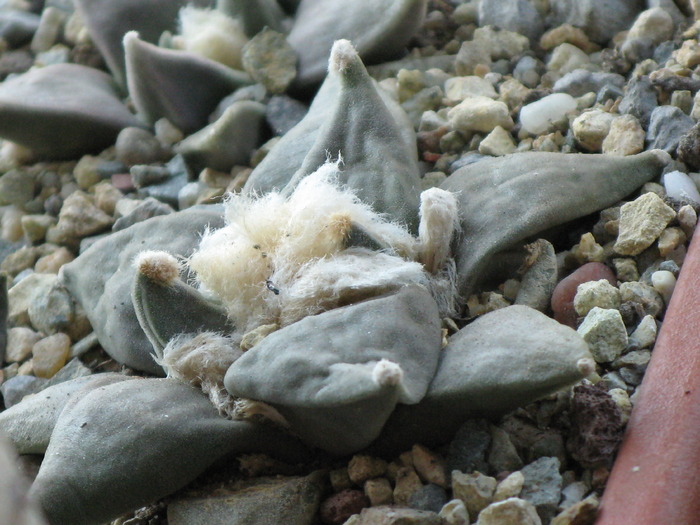Ariocarpus retusus - CACTACEAE - diverse specii si genuri