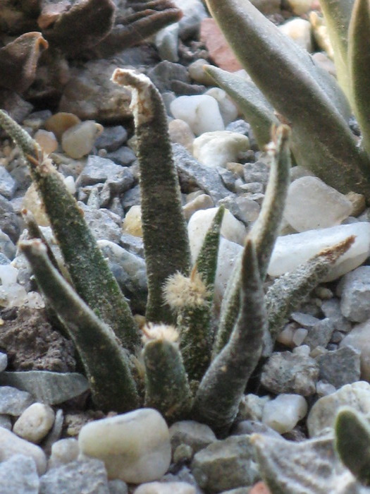 Ariocarpus agavoides - CACTACEAE - diverse specii si genuri
