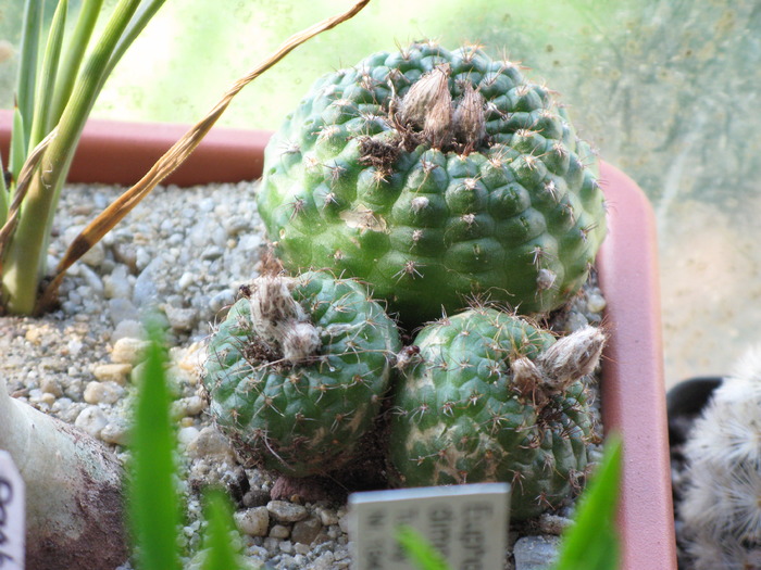 Frailea schilinzkyana - CACTACEAE - diverse specii si genuri