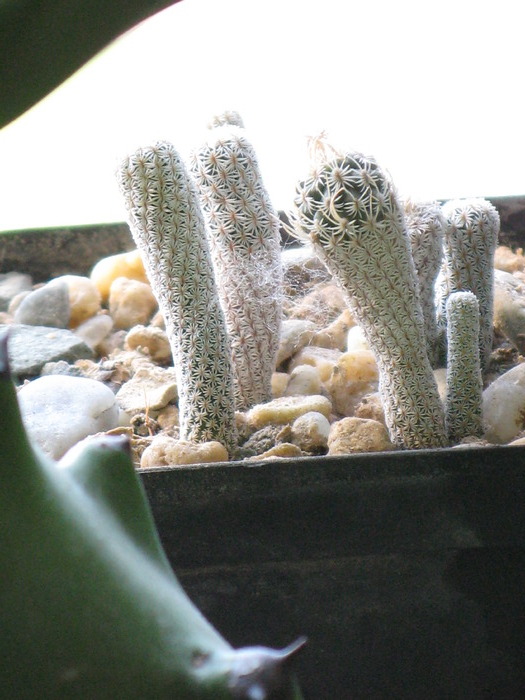 GYMNOCACTUS KRAINZIANUS V. MINIMUS - CACTACEAE - diverse specii si genuri