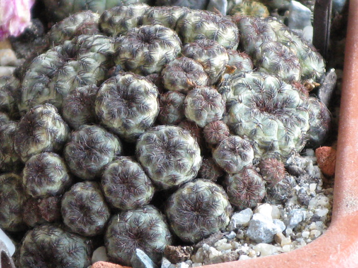 Sulcorebutia rauschii - CACTACEAE - diverse specii si genuri