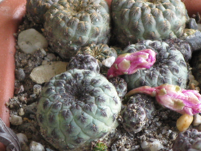 Sulcorebutia rauschii - CACTACEAE - diverse specii si genuri