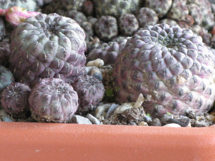 Sulcorebutia rauschii violacidermis - CACTACEAE - diverse specii si genuri