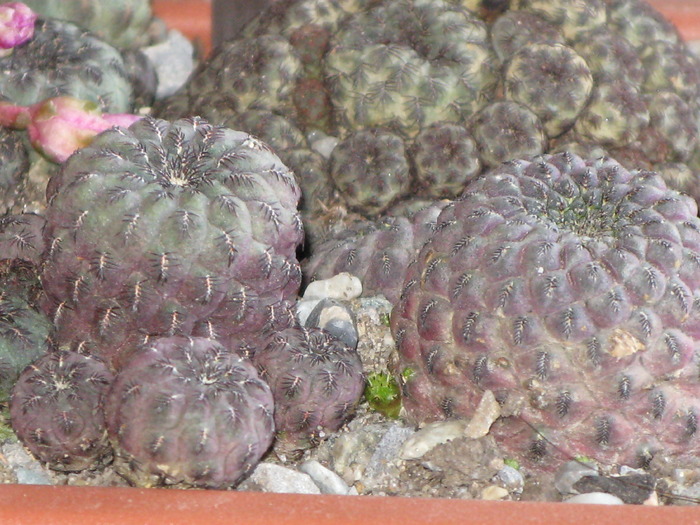 Sulcorebutia rauschii violacidermis - CACTACEAE - diverse specii si genuri