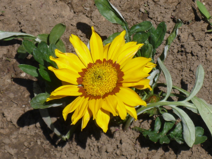 gazania