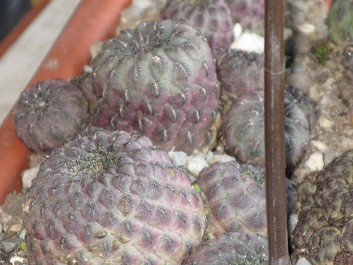 Sulcorebutia rauschii violacidermis - CACTACEAE - diverse specii si genuri
