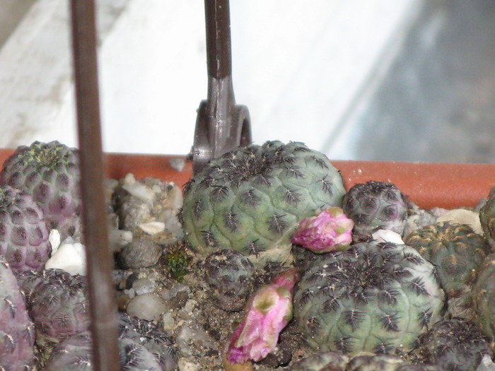 Sulcorebutia.rauschi.forma.verde - CACTACEAE - diverse specii si genuri