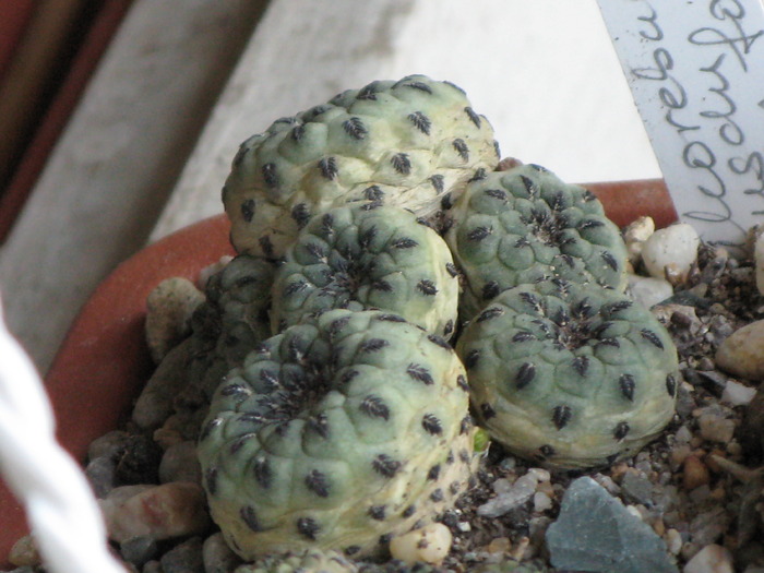 Sulcorebutia.rauschi.forma.verde - CACTACEAE - diverse specii si genuri