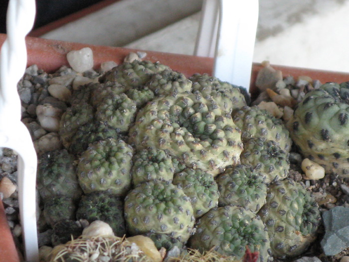 Sulcorebutia.rauschi.forma.verde - CACTACEAE - diverse specii si genuri