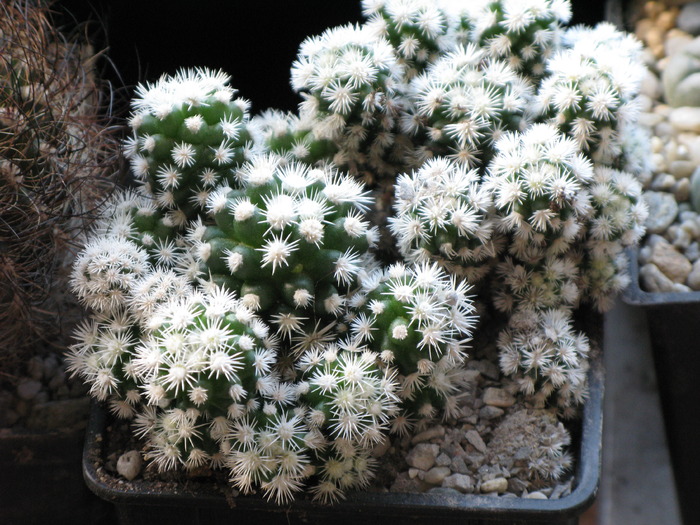 IMG_0090Mammillaria gracilis cv. ARIZONA SNOWCAP - CACTACEAE - diverse specii si genuri