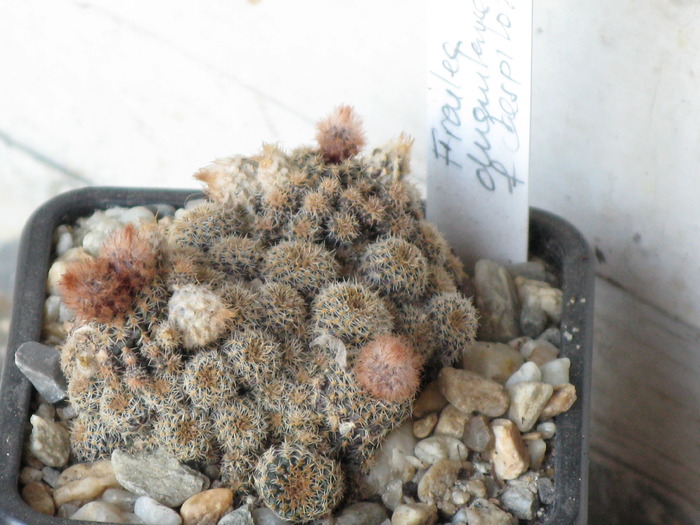 Frailea chiquitana f caespitosa - CACTACEAE - diverse specii si genuri