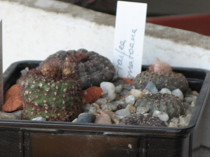 Frailea castanea , F. schilinzkyana - CACTACEAE - diverse specii si genuri