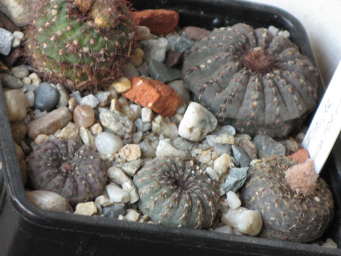 IMG_0115 - CACTACEAE - diverse specii si genuri