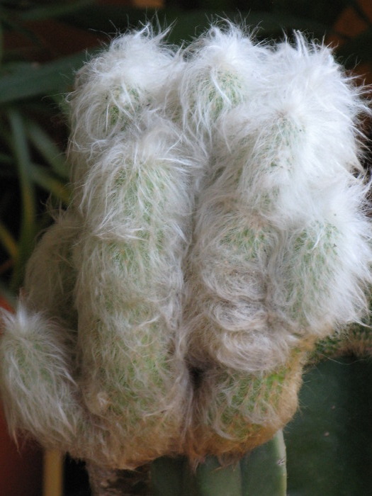 IMG_0120 - CACTACEAE - diverse specii si genuri