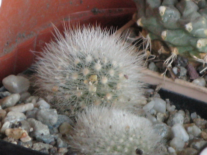 IMG_0127 - CACTACEAE - diverse specii si genuri