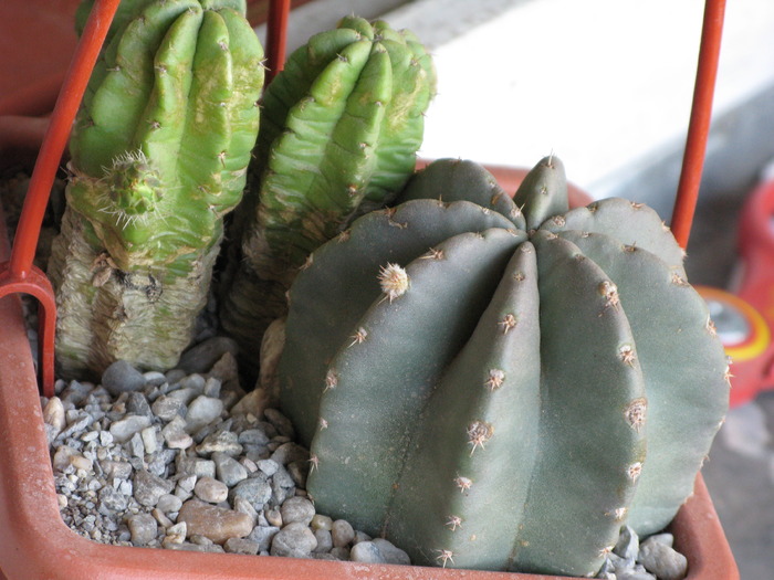 Echinocereus morricalii ,Echinocereus subinermis - CACTACEAE - diverse specii si genuri