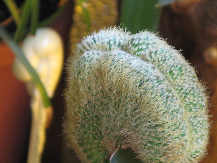 Notocactus leninghausii forma cristata - CACTACEAE - diverse specii si genuri