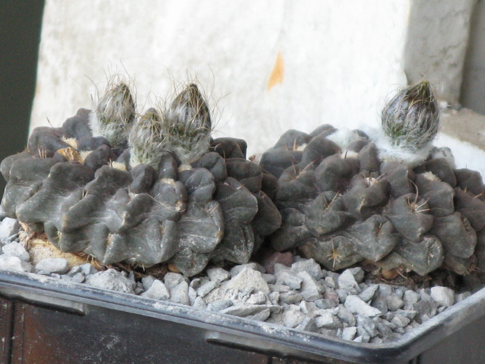 Neochilenia.occulta - CACTACEAE - diverse specii si genuri