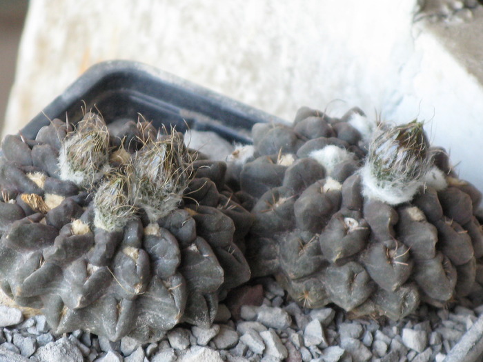 Neochilenia.occulta - CACTACEAE - diverse specii si genuri