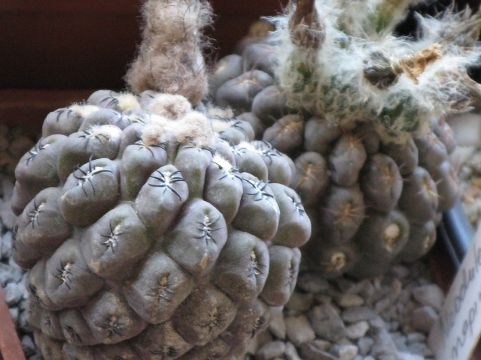 Neochilenia napina (Eriosyce napina) - CACTACEAE - diverse specii si genuri