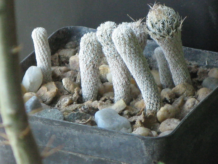 GYMNOCACTUS KRAINZIANUS V. MINIMUS - CACTACEAE - diverse specii si genuri