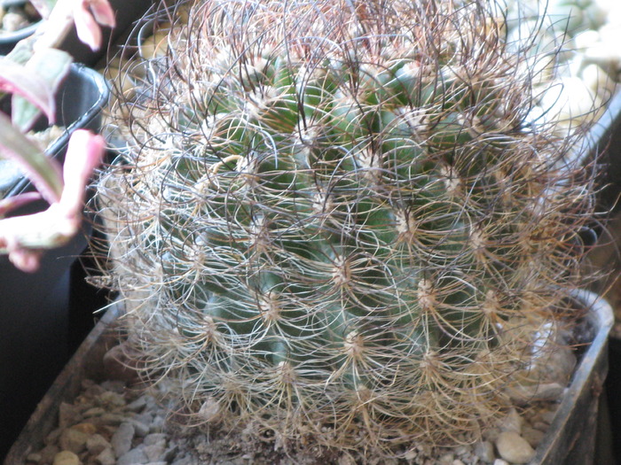 Neoporteria nidus gerocephala - CACTACEAE - diverse specii si genuri
